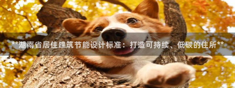 e尊国际app